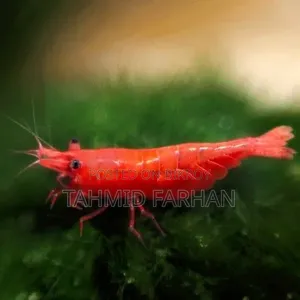 Red Cherry Shrimp