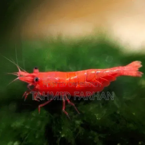 Red Cherry Shrimp