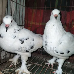 খাঁচা সহ কবুতর
