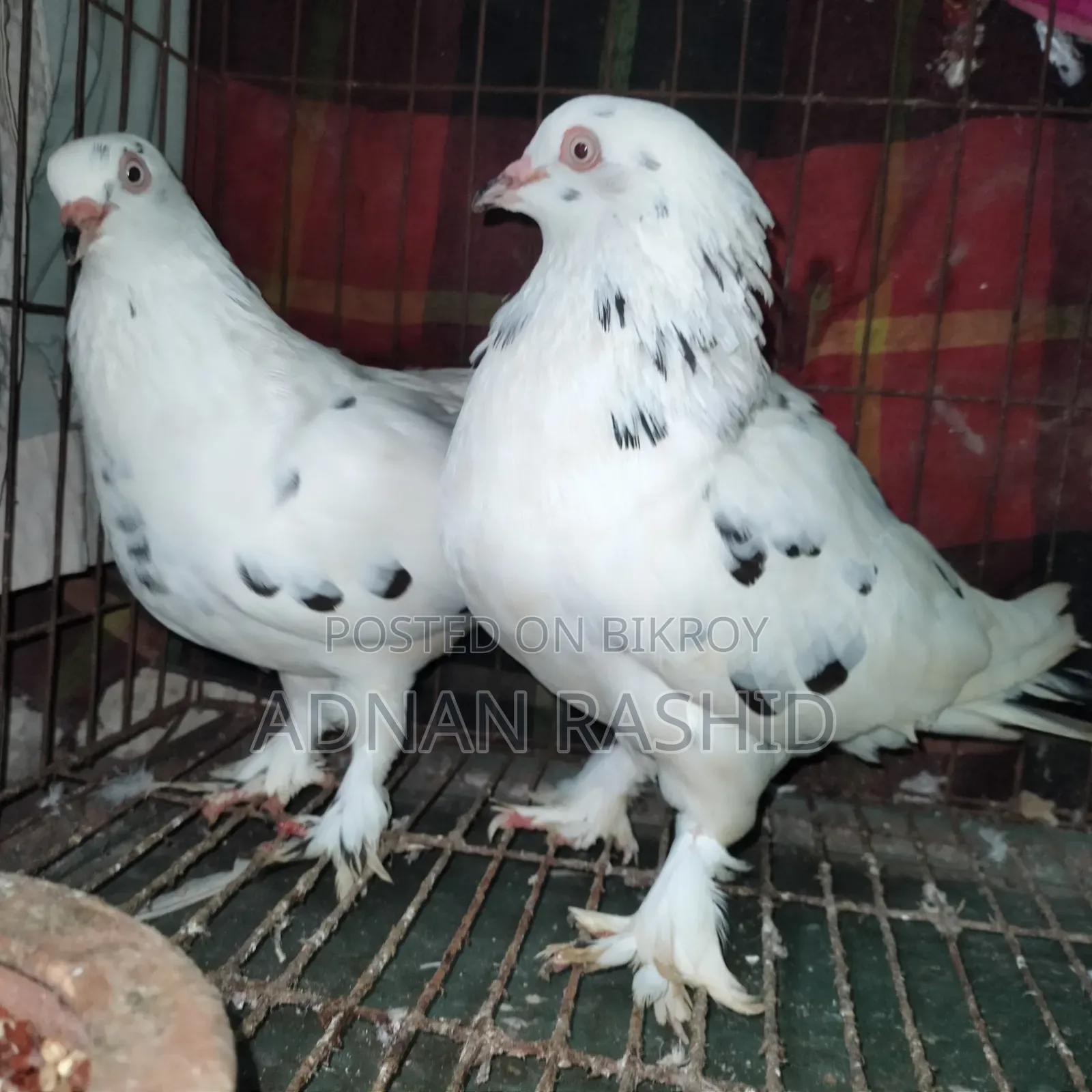 খাঁচা সহ কবুতর