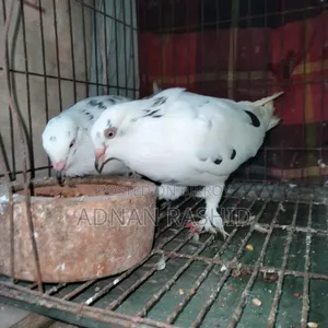 খাঁচা সহ কবুতর