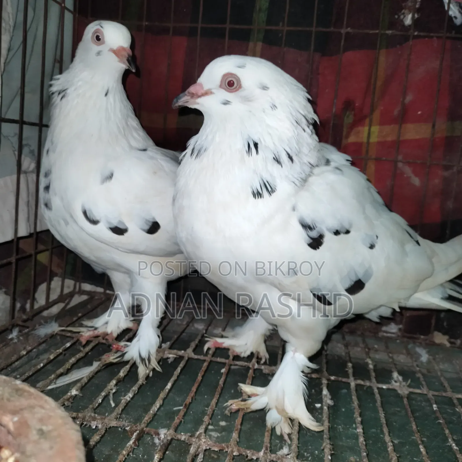 খাঁচা সহ কবুতর