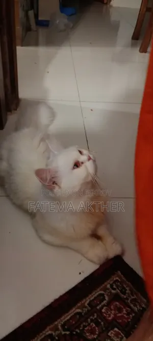 6-12 Months Male Purebred Persian