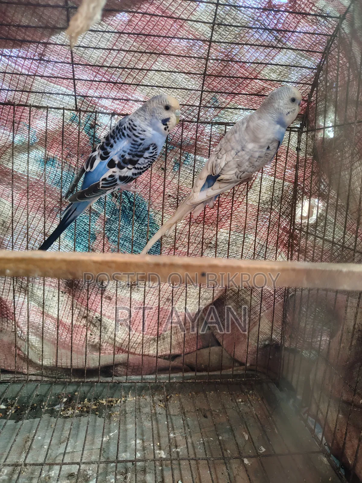 বাজিগর পাখি বিক্রি