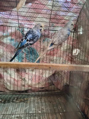বাজিগর পাখি বিক্রি