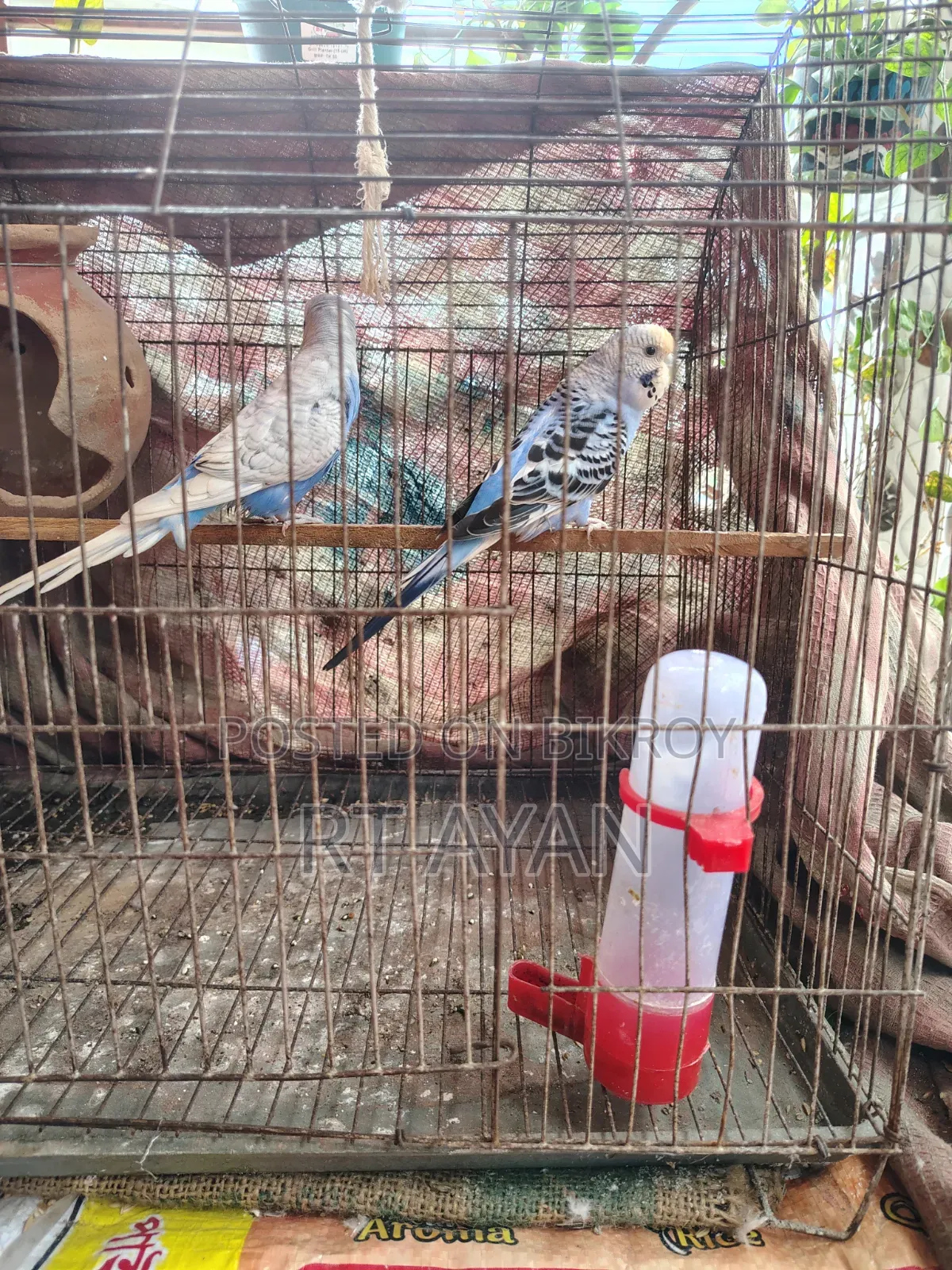 বাজিগর পাখি বিক্রি