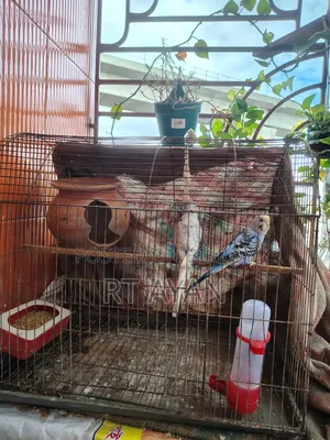 বাজিগর পাখি বিক্রি