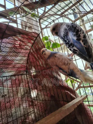 বাজিগর পাখি বিক্রি