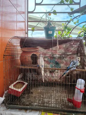 বাজিগর পাখি বিক্রি
