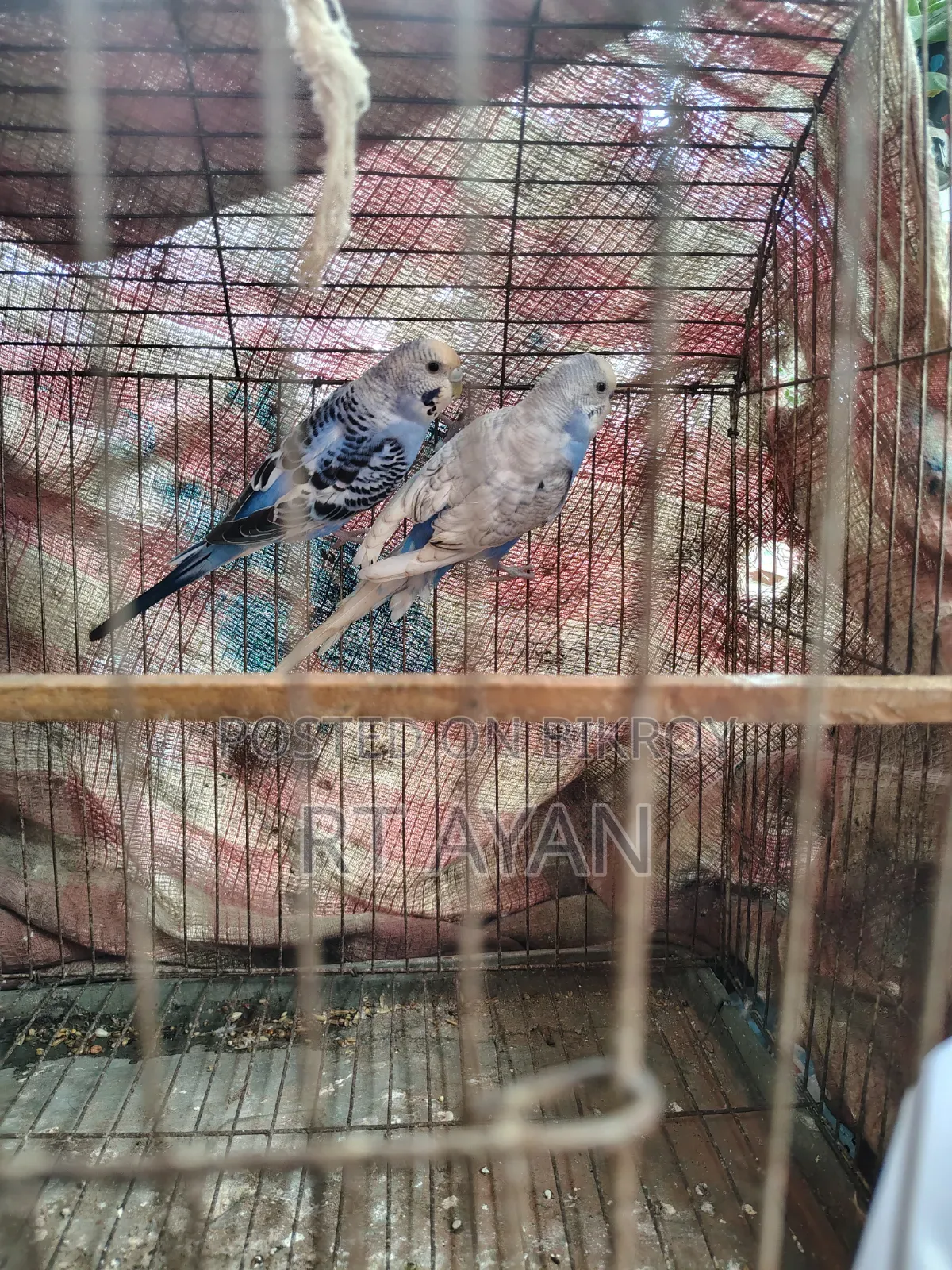 বাজিগর পাখি বিক্রি