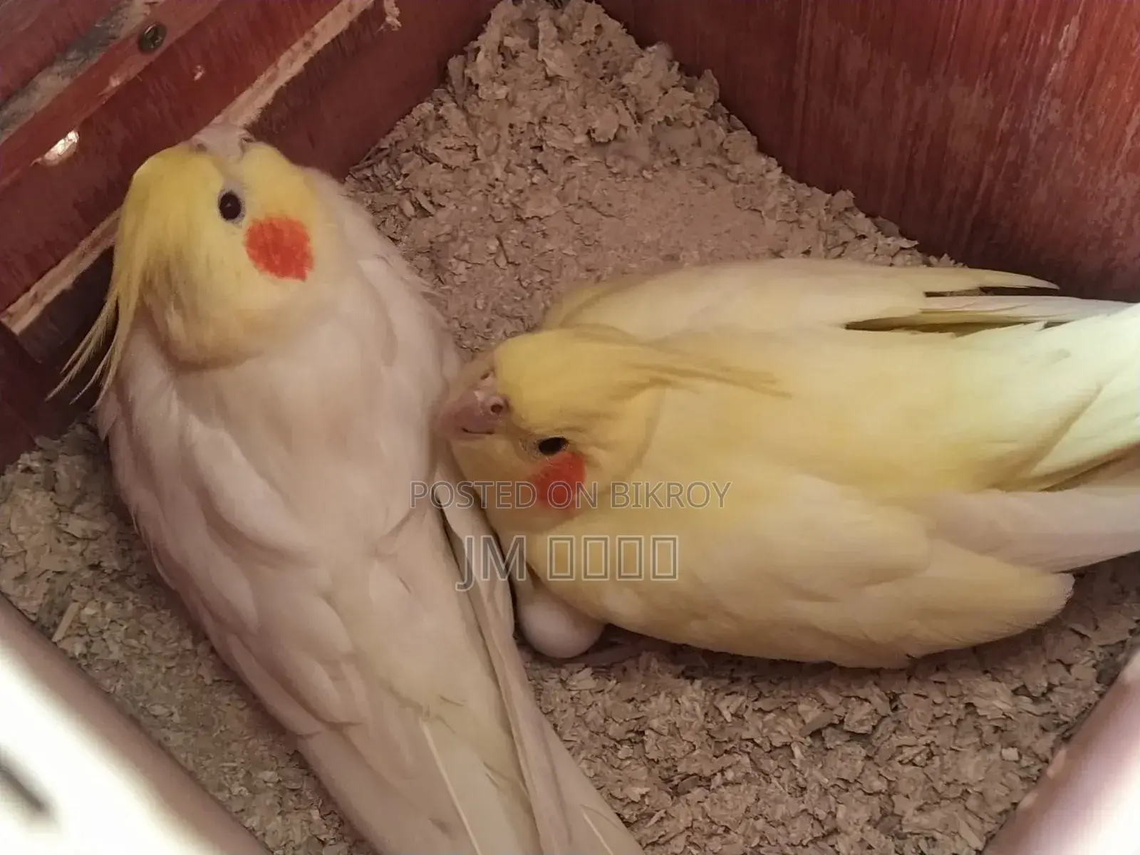 Cockatiel Running Pair