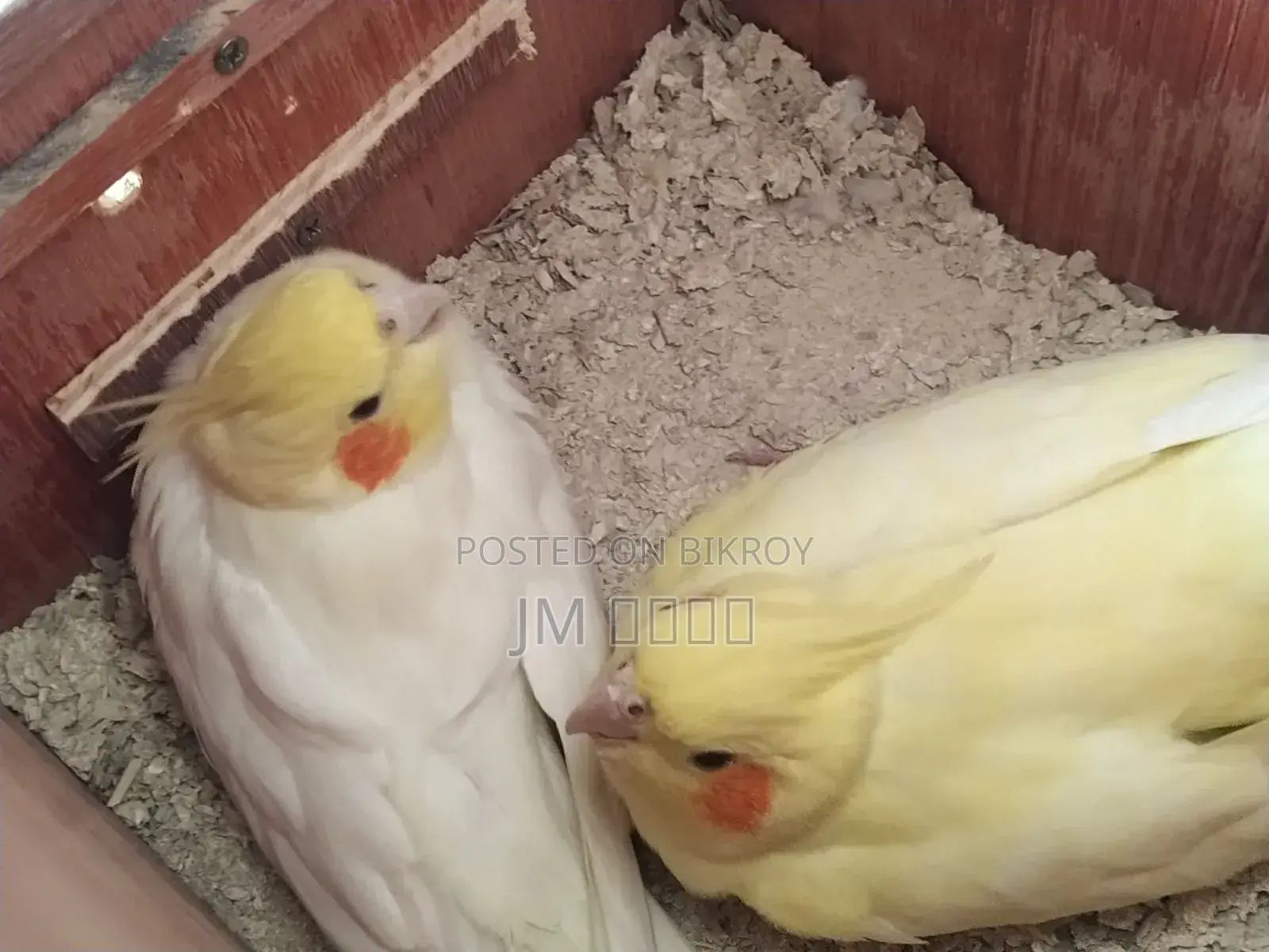 Cockatiel Running Pair