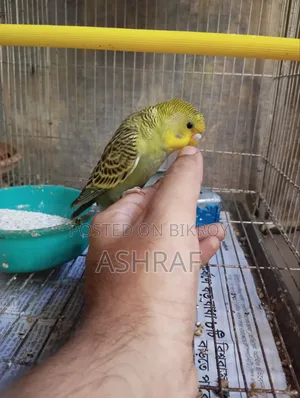 বাজ্রিগর পাখি