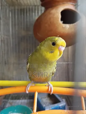বাজ্রিগর পাখি