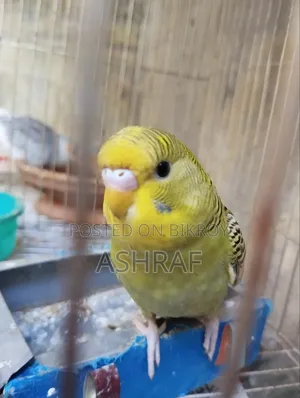 বাজ্রিগর পাখি