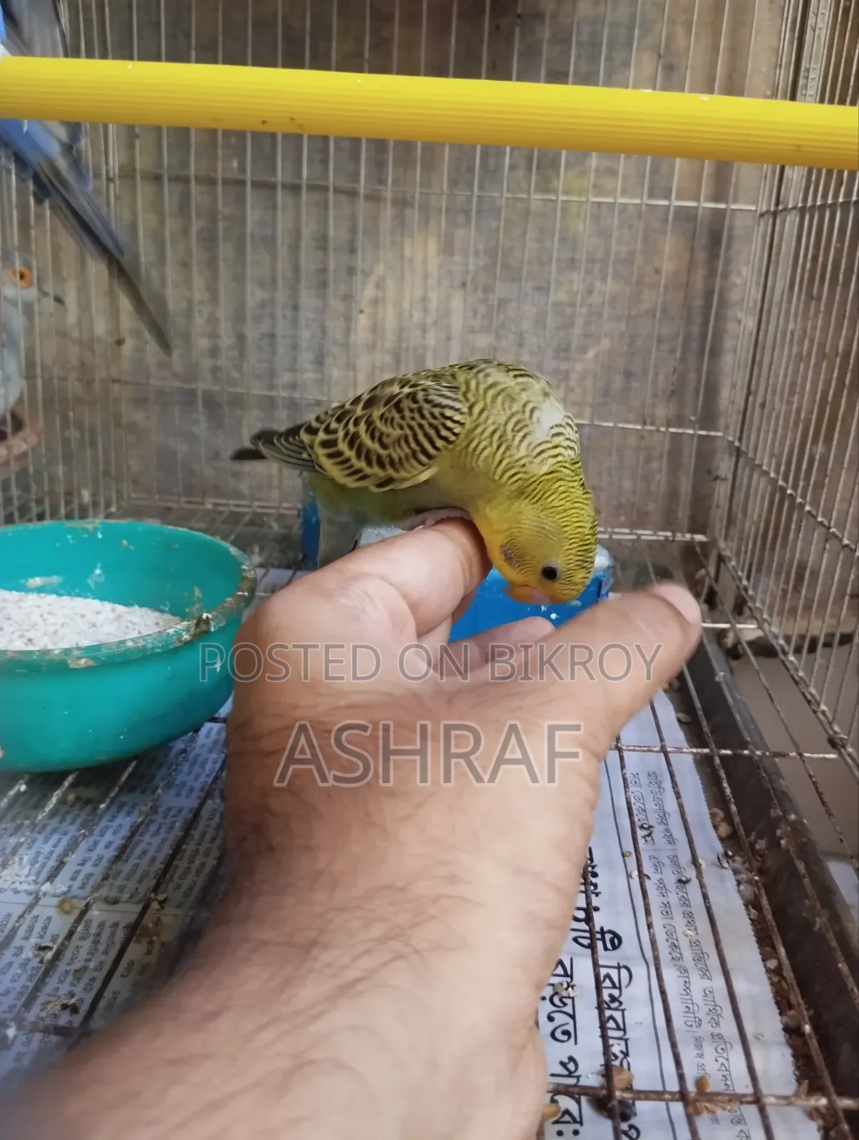 বাজ্রিগর পাখি