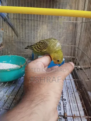 বাজ্রিগর পাখি