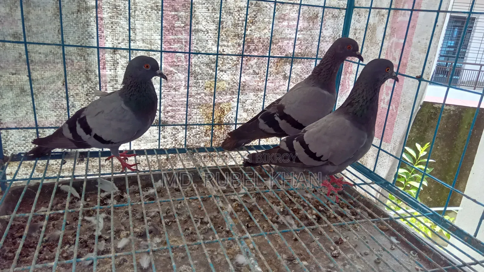 কবুতর বিক্রি