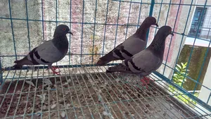 কবুতর বিক্রি