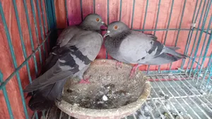 কবুতর বিক্রি