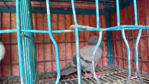 কবুতর বিক্রি