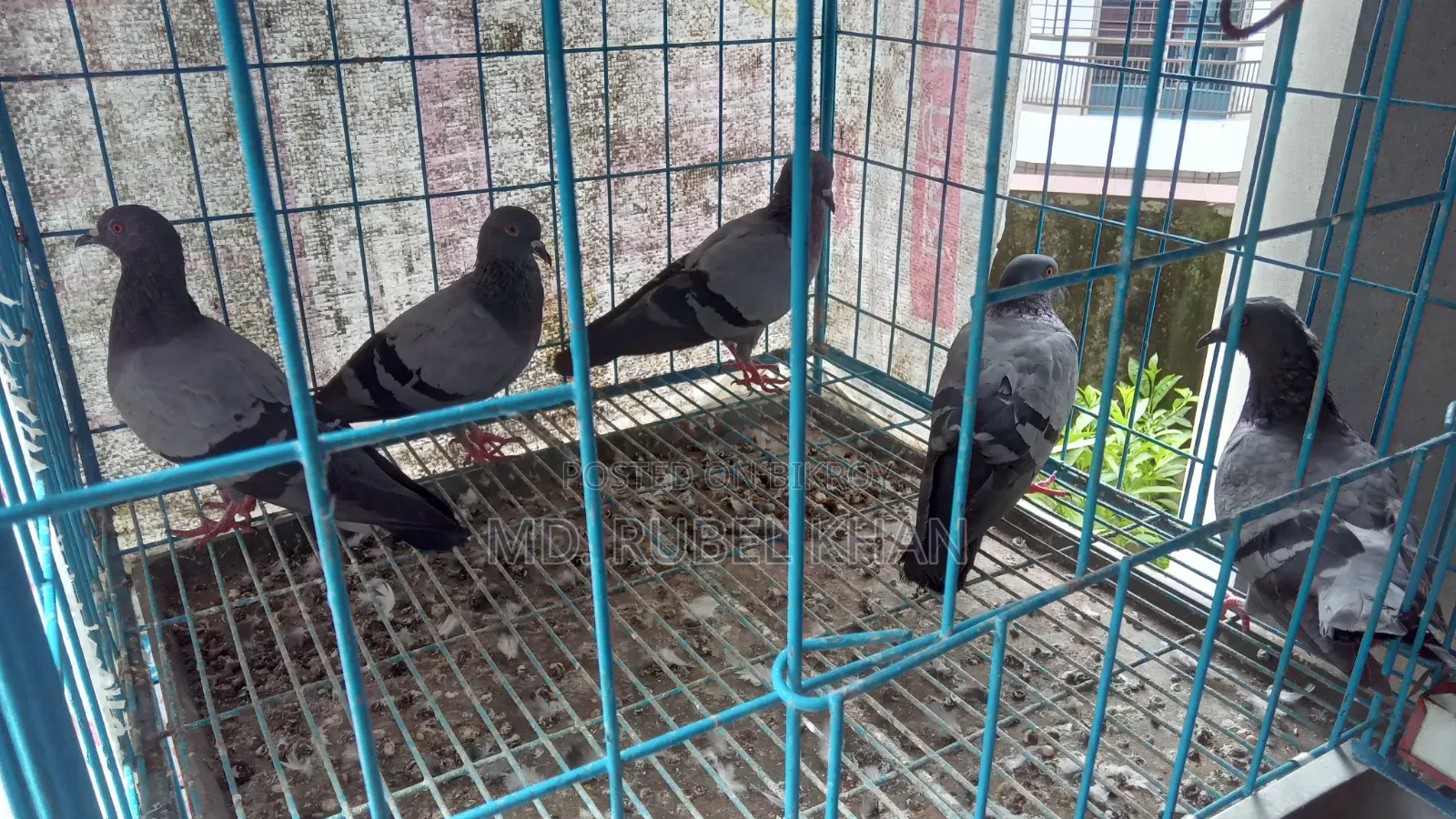 কবুতর বিক্রি