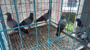 কবুতর বিক্রি