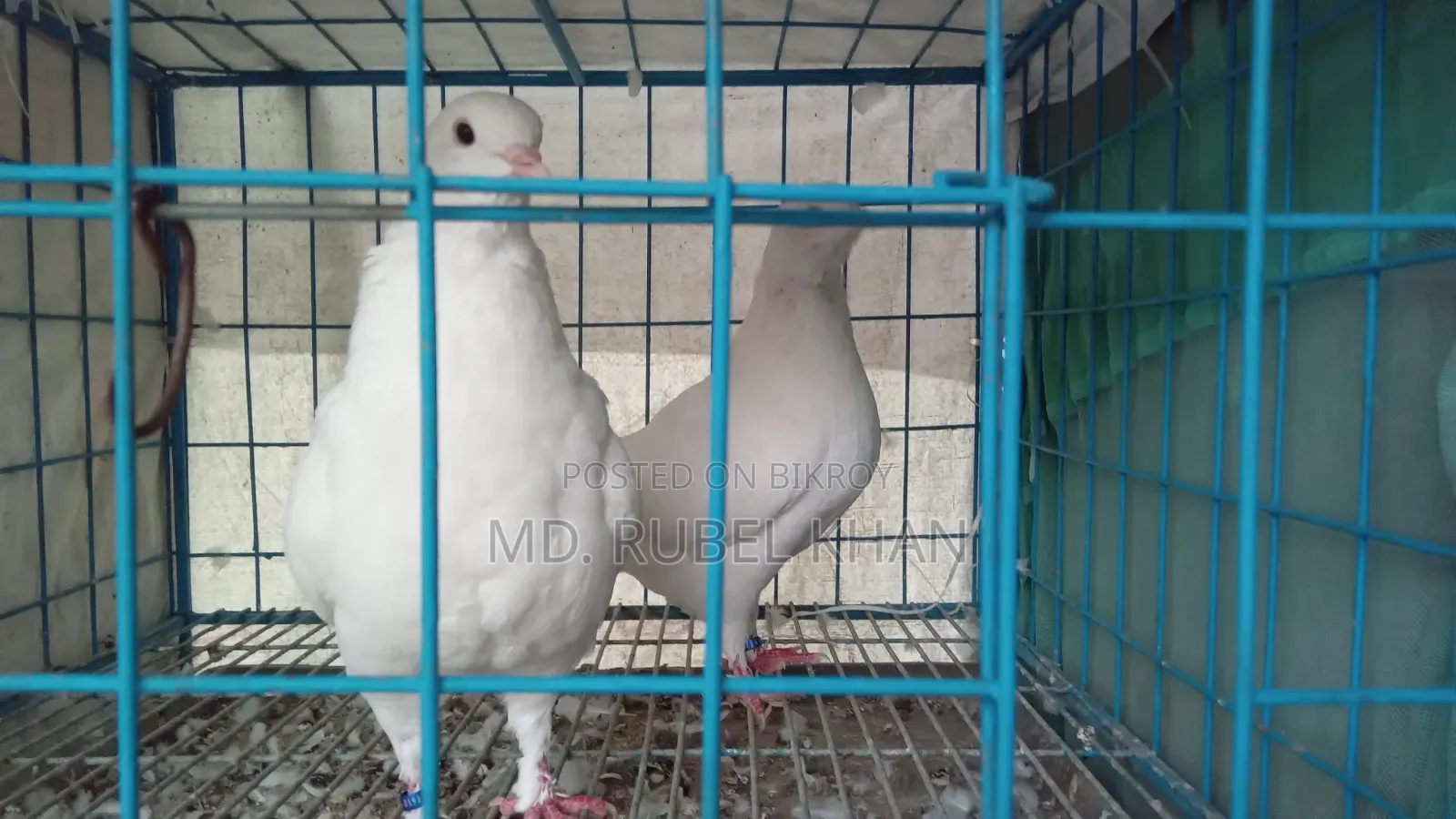 কবুতর বিক্রি