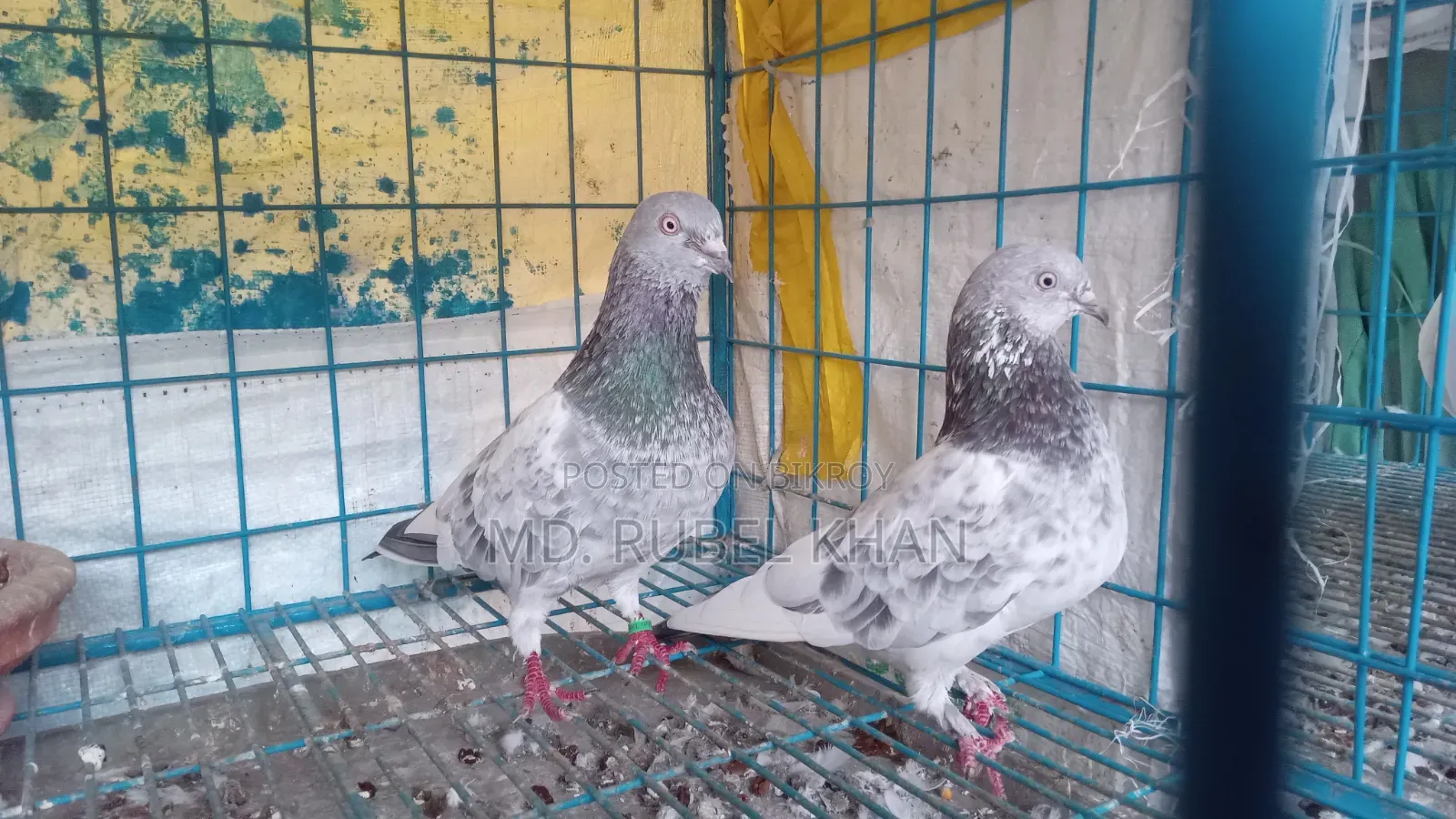 কবুতর বিক্রি