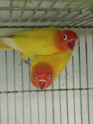 লাভ বার্ড লু্টিনো ওপ্যালিন