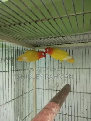 লাভ বার্ড লু্টিনো ওপ্যালিন