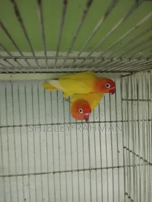 লাভ বার্ড লু্টিনো ওপ্যালিন
