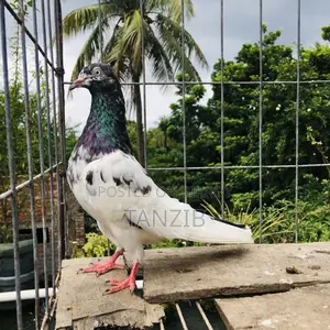 সাকি টেডি কবুতর নর