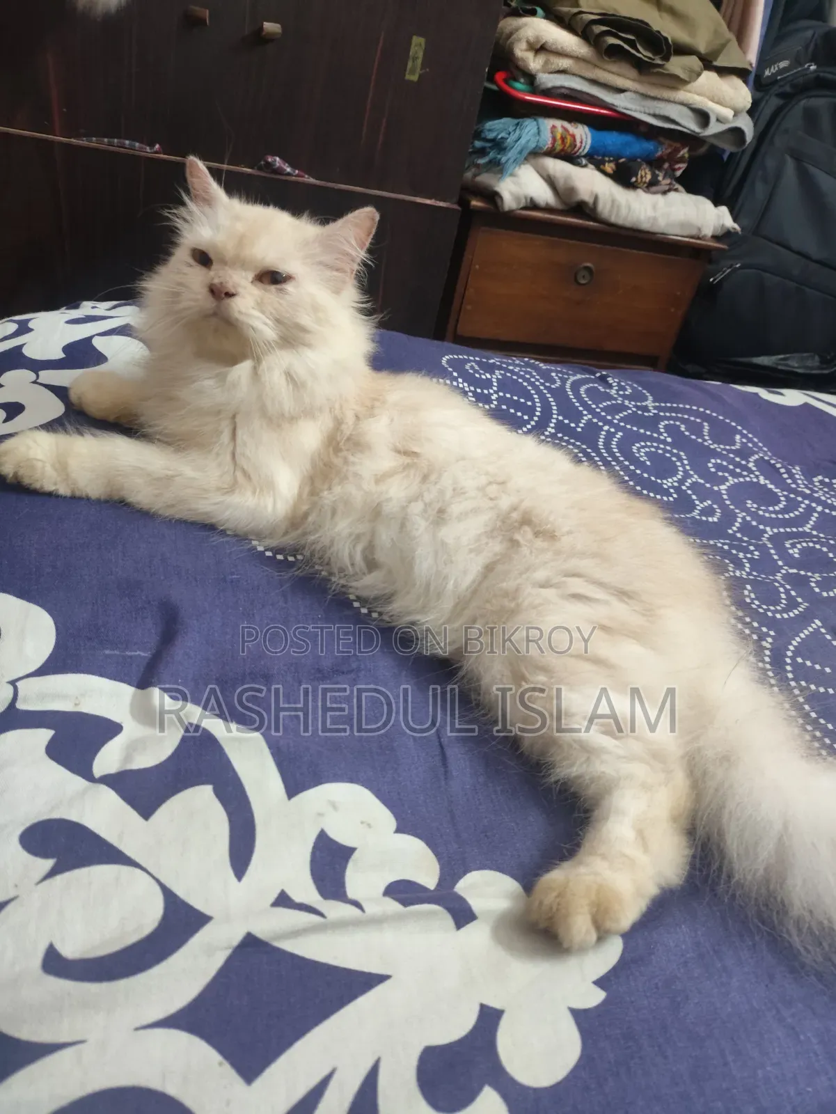 ৬-১২ মাসের পুরুষ খাঁটি পার্সিয়ান
