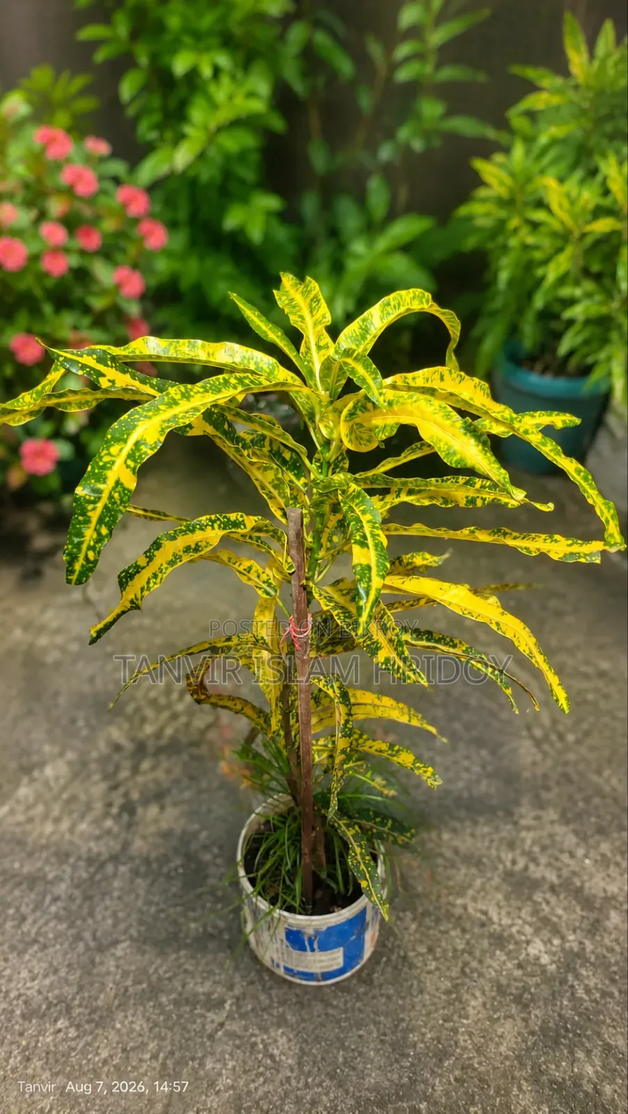 Yellow Green Variegated Croton Plant