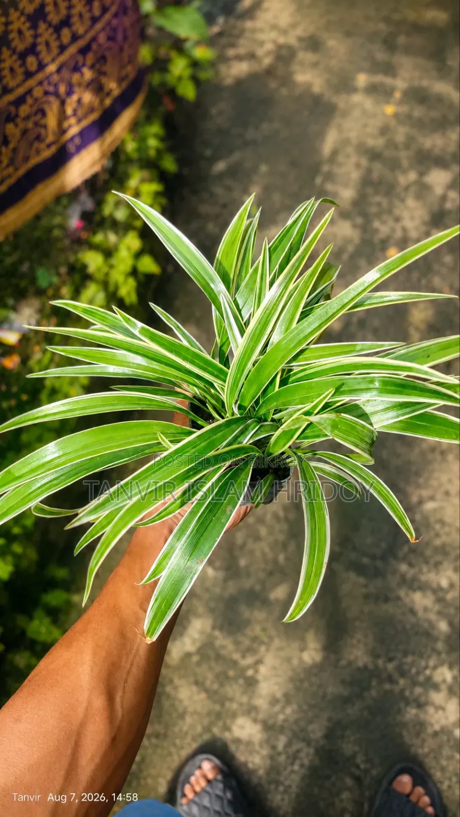 Spider Plant for sale