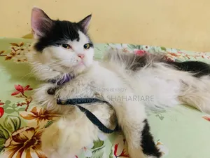 1+ Year Male Mixed Breed Persian