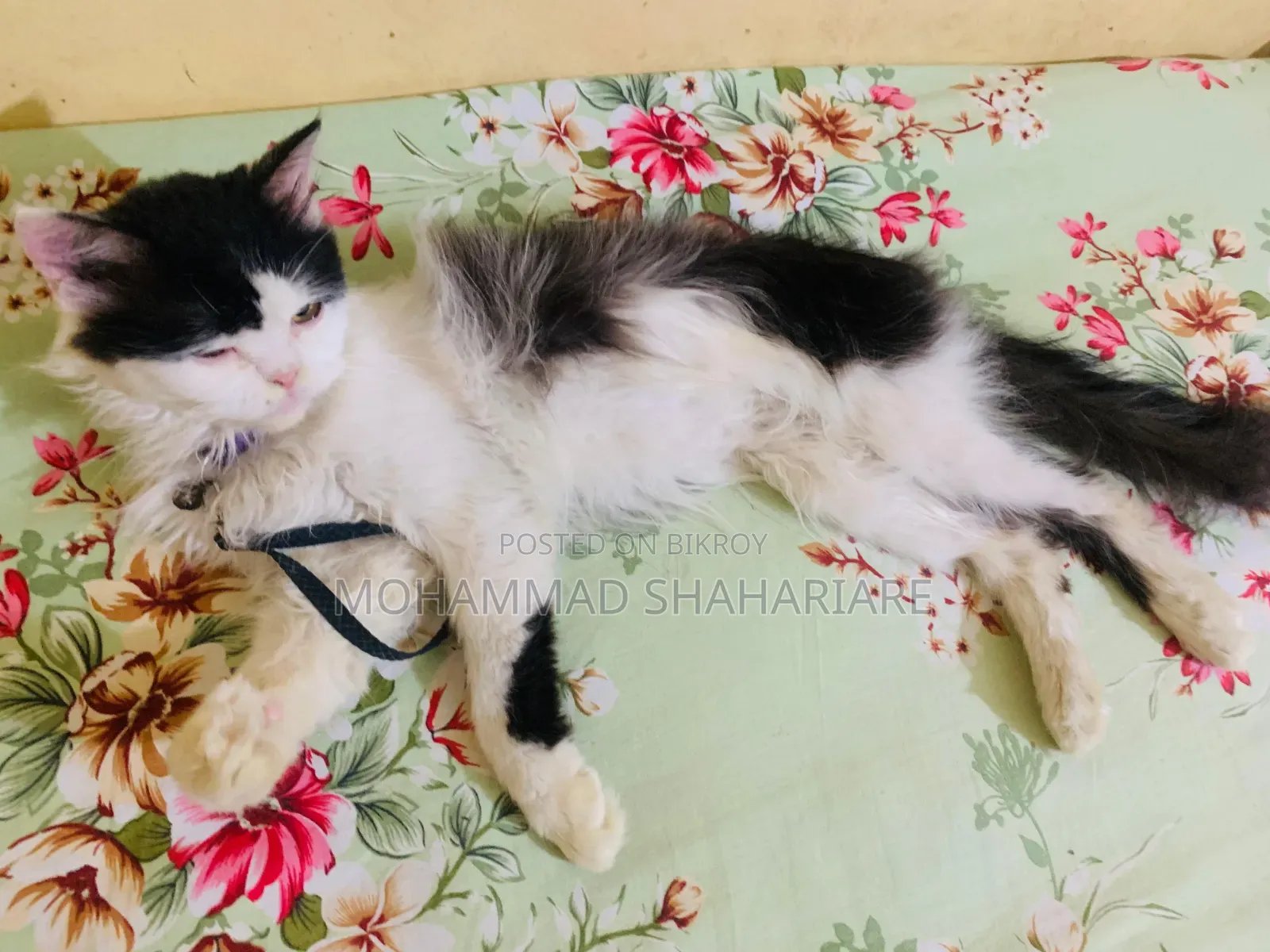 ১+ বছরের পুরুষ মিশ্র জাতের পার্সিয়ান