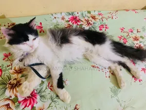 ১+ বছরের পুরুষ মিশ্র জাতের পার্সিয়ান