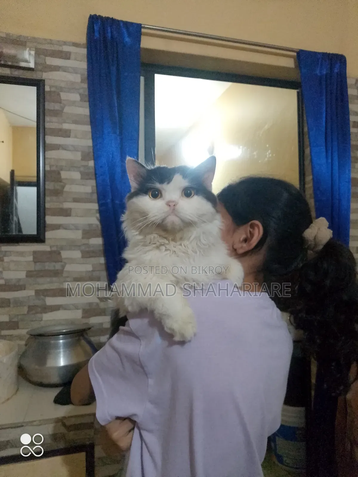 ১+ বছরের পুরুষ মিশ্র জাতের পার্সিয়ান
