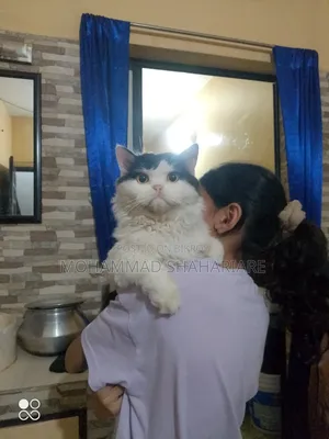 ১+ বছরের পুরুষ মিশ্র জাতের পার্সিয়ান
