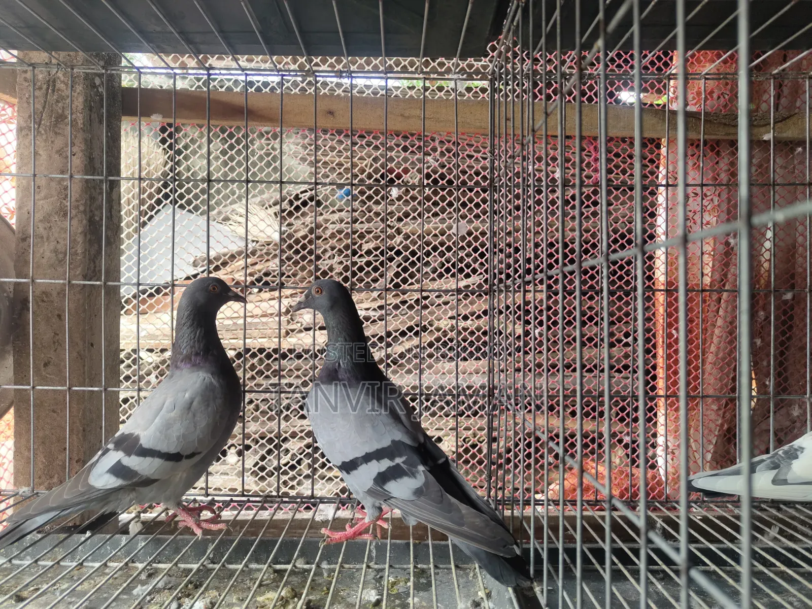 সবজি কবুতর