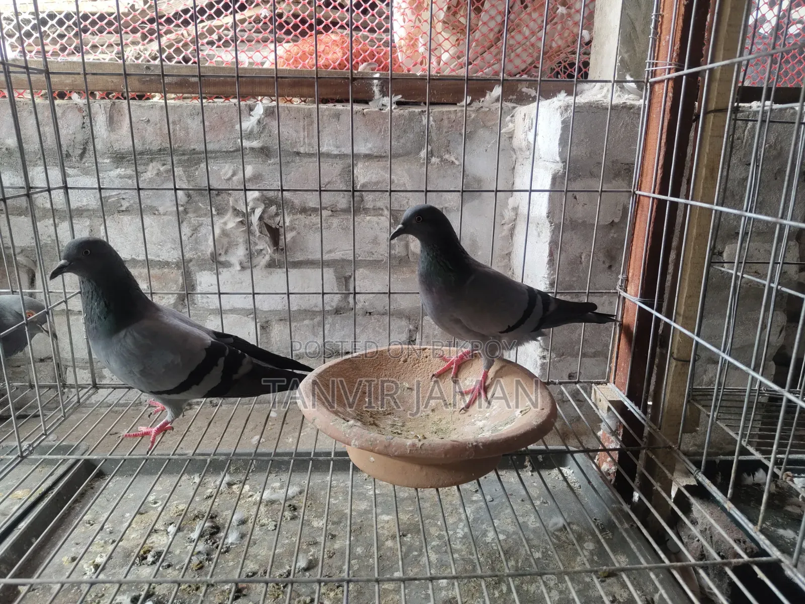সবজি কবুতর