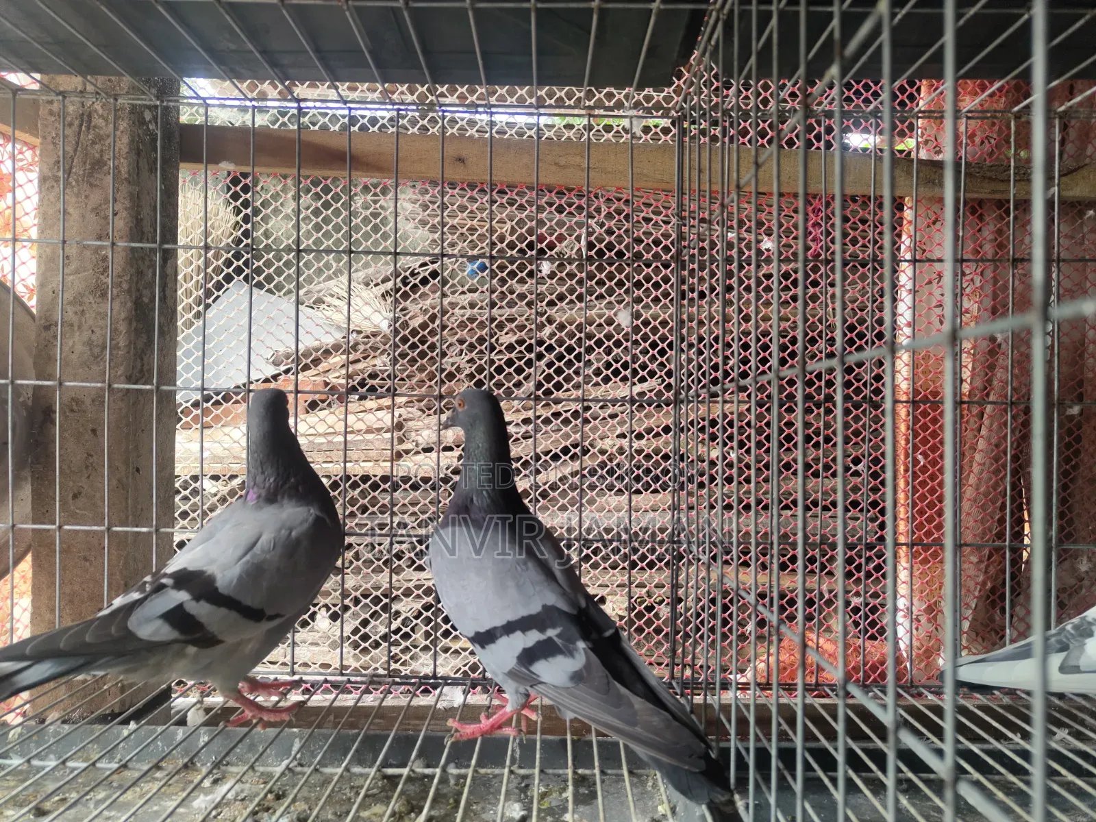 সবজি কবুতর