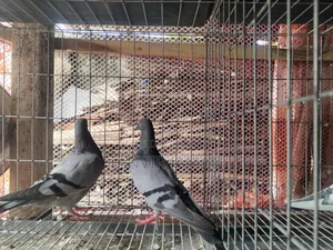 সবজি কবুতর