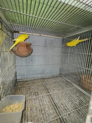 ওপালিন বাজিগর