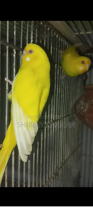 ওপালিন বাজিগর