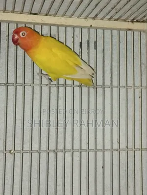 লাভ বার্ড লুটিনো ওপ্যালিন
