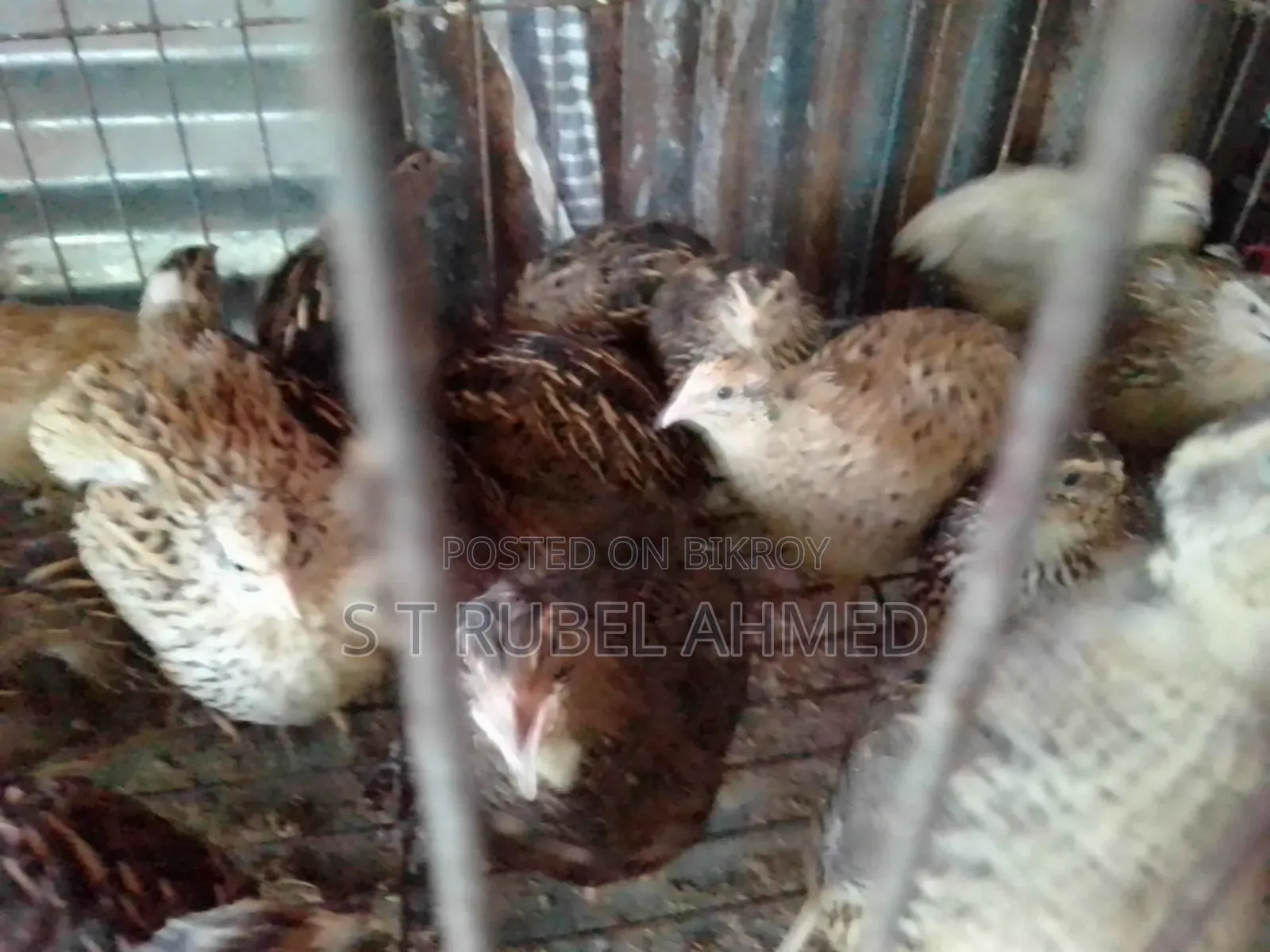 মহিলা পাকি বিক্রি হনে