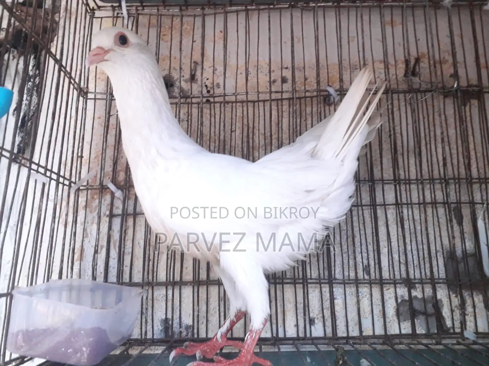Show King Running Female